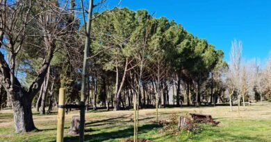 La plantación de nuevos árboles continúa en el Parque de las Tres Culturas