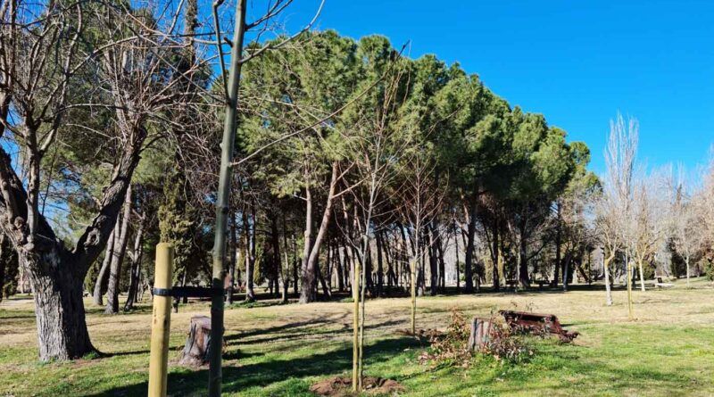 La plantación de nuevos árboles continúa en el Parque de las Tres Culturas