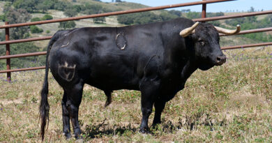 corrida de Juan Pedro Domecq