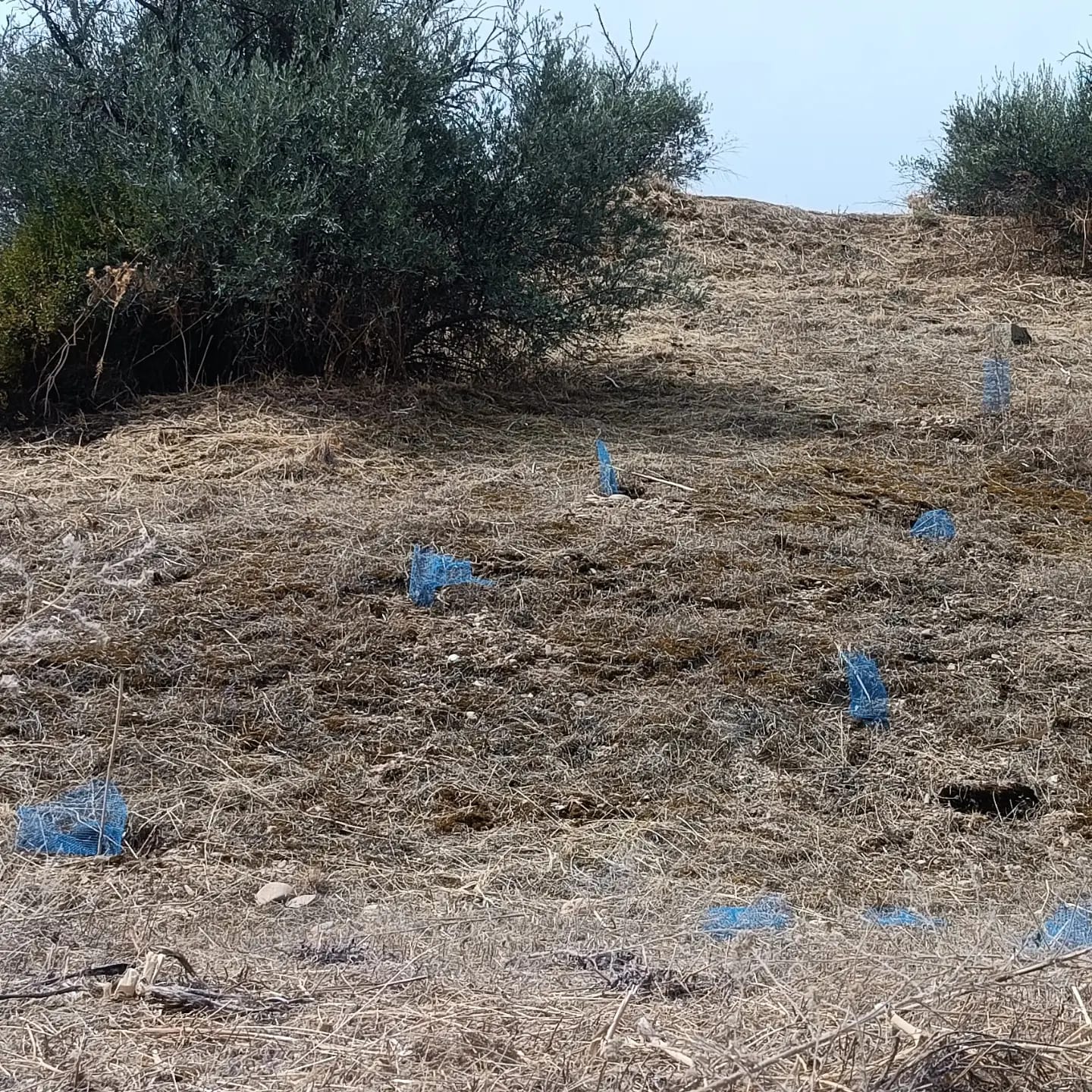 Foto ARBA TOLEDO 2
