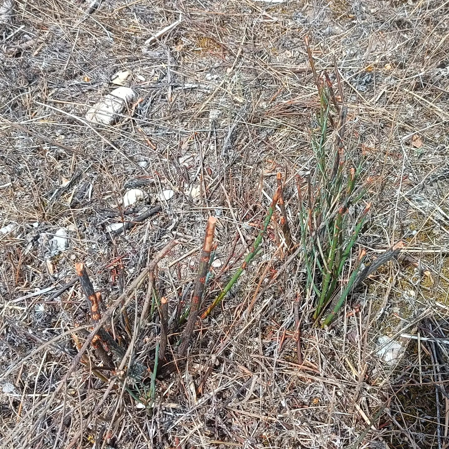Foto ARBA TOLEDO 3