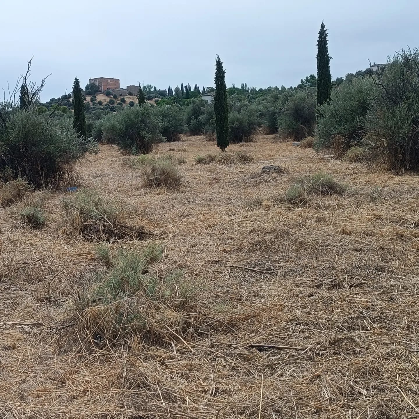 Foto ARBA TOLEDO 5