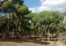 El Barrio de La Legua contará con 60 nuevos árboles