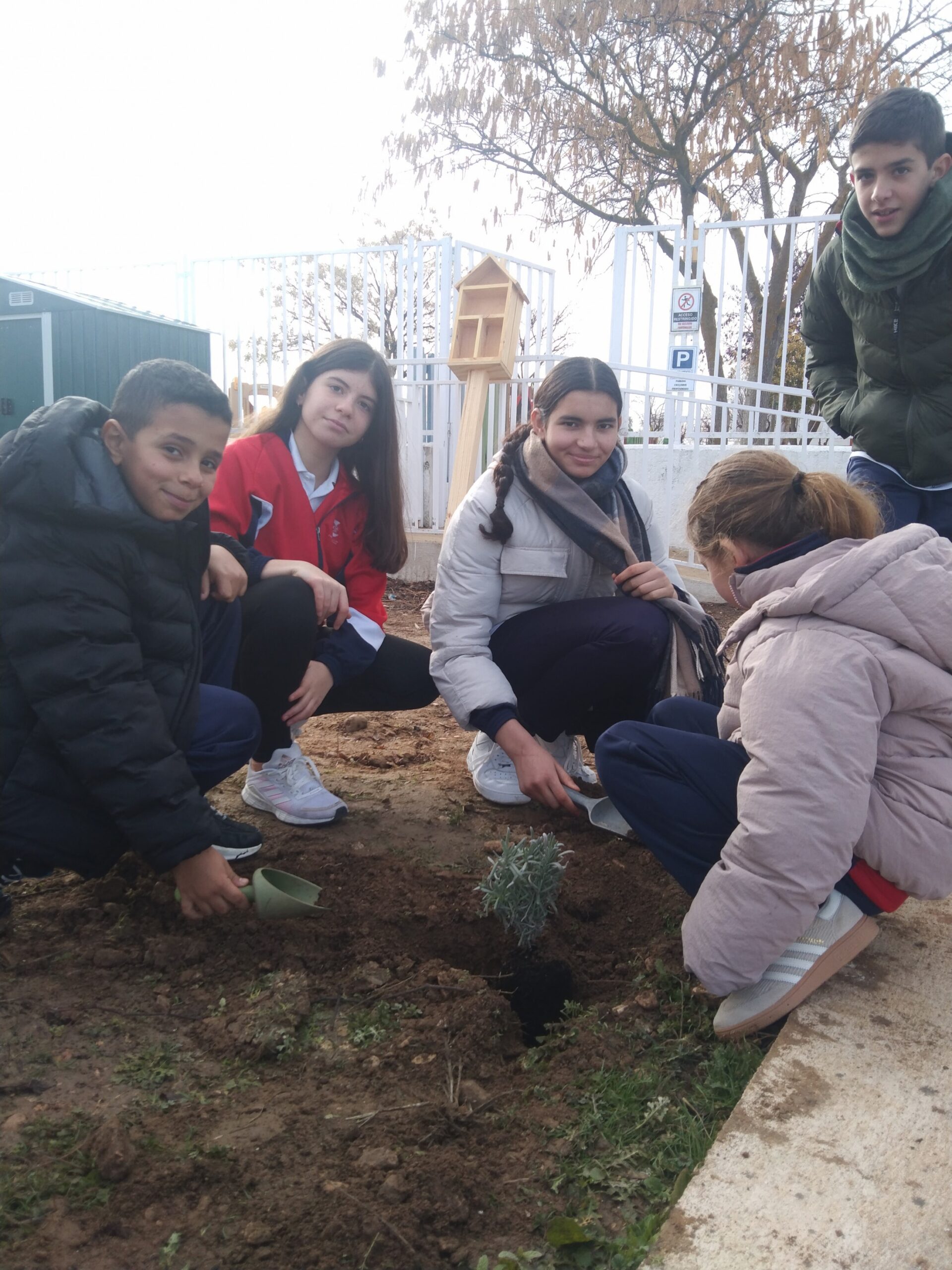 patios vivos patios vivos