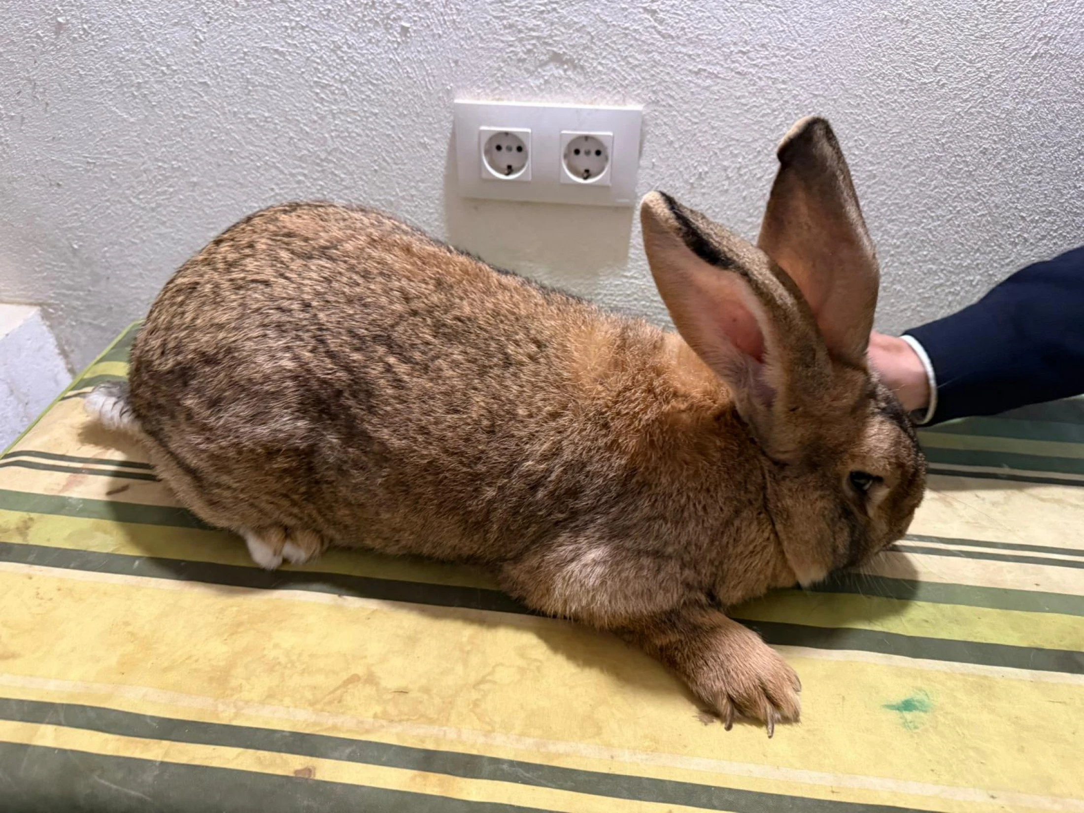 romera y garcia conocen la cria del conejo gigante de espana 2 romera y garcia conocen la cria del conejo gigante de espana 2